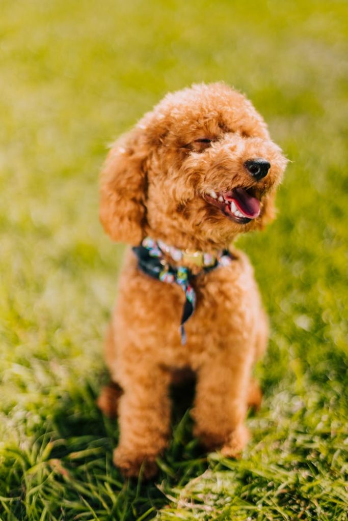 Adorable poodle puppy sitting on green grass, happily enjoying a sunny day outdoors.