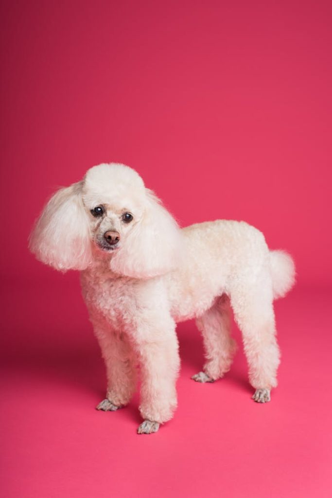 Charming white poodle standing in a studio setting with a vivid pink background.